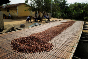 Ghana’s cocoa regulator pitches $1.4 billion domestic financing plan